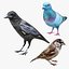 Bird Collection 3 in 1