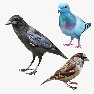 Bird Collection 3 in 1