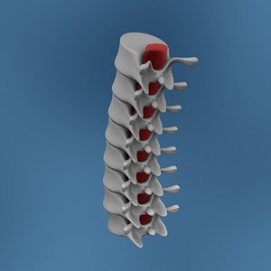 vertebrae human bones 3d model