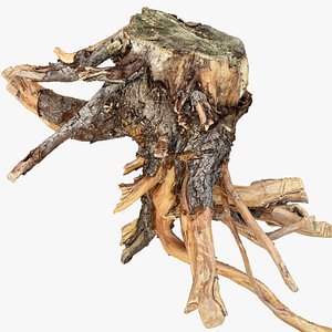 Tree Root 3D Scan 3D model