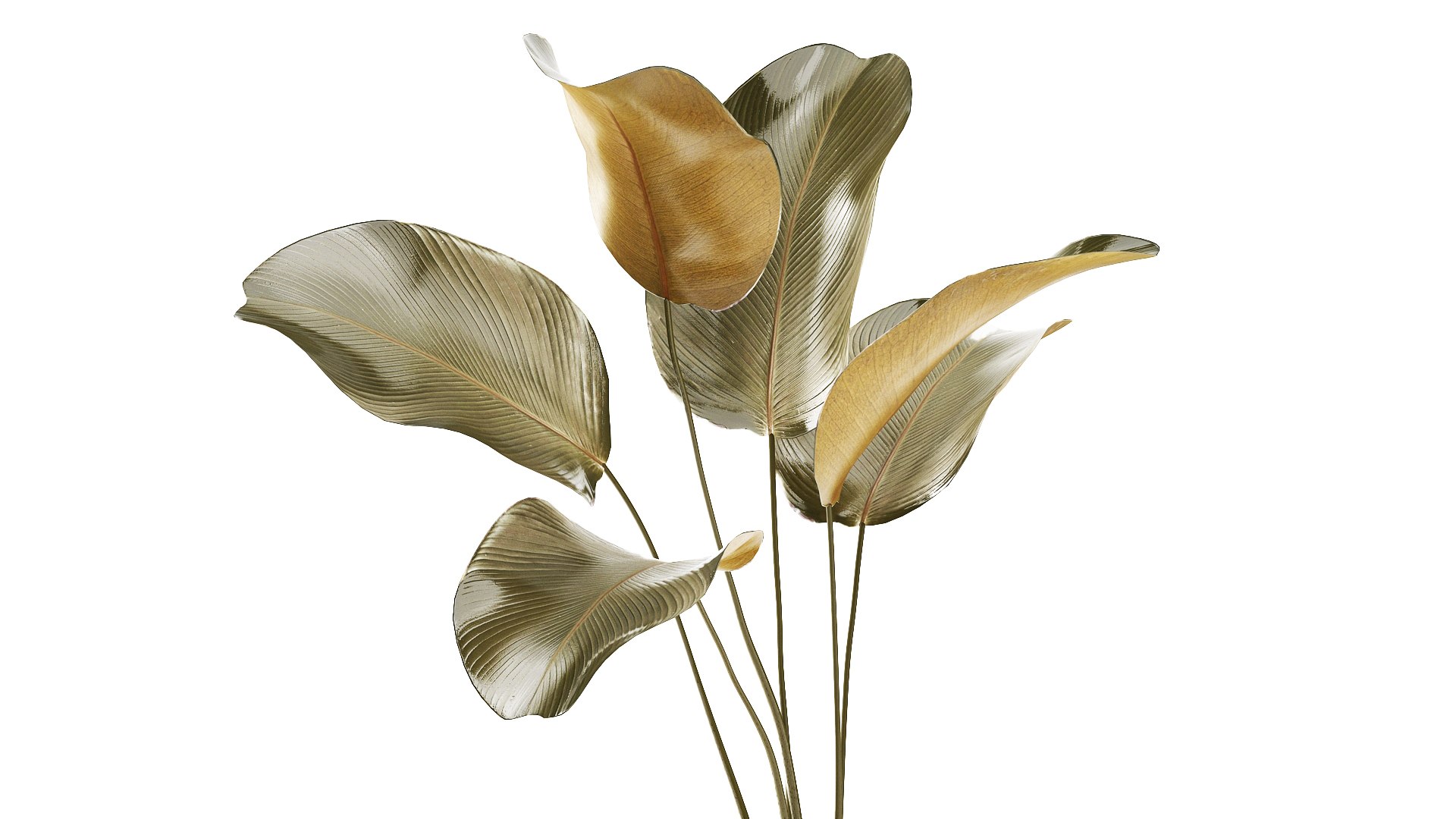 A beautiful  Calathea lutea  plant in a modern pot 3D https://p.turbosquid.com/ts-thumb/Tj/vGgelE/Dt/potplants30092606/jpg/1793107145/1920x1080/fit_q87/456aa71d45d8acf195224c99676cdd54c7157454/potplants30092606.jpg