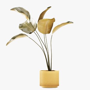 A beautiful Calathea lutea plant in a modern pot