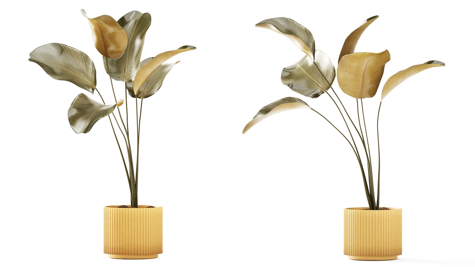 A beautiful  Calathea lutea  plant in a modern pot 3D https://p.turbosquid.com/ts-thumb/Tj/vGgelE/Ed/potplants30092607/jpg/1793107146/1920x1080/fit_q87/59697d7cc592fa03df8eeced410018e9579345f2/potplants30092607.jpg