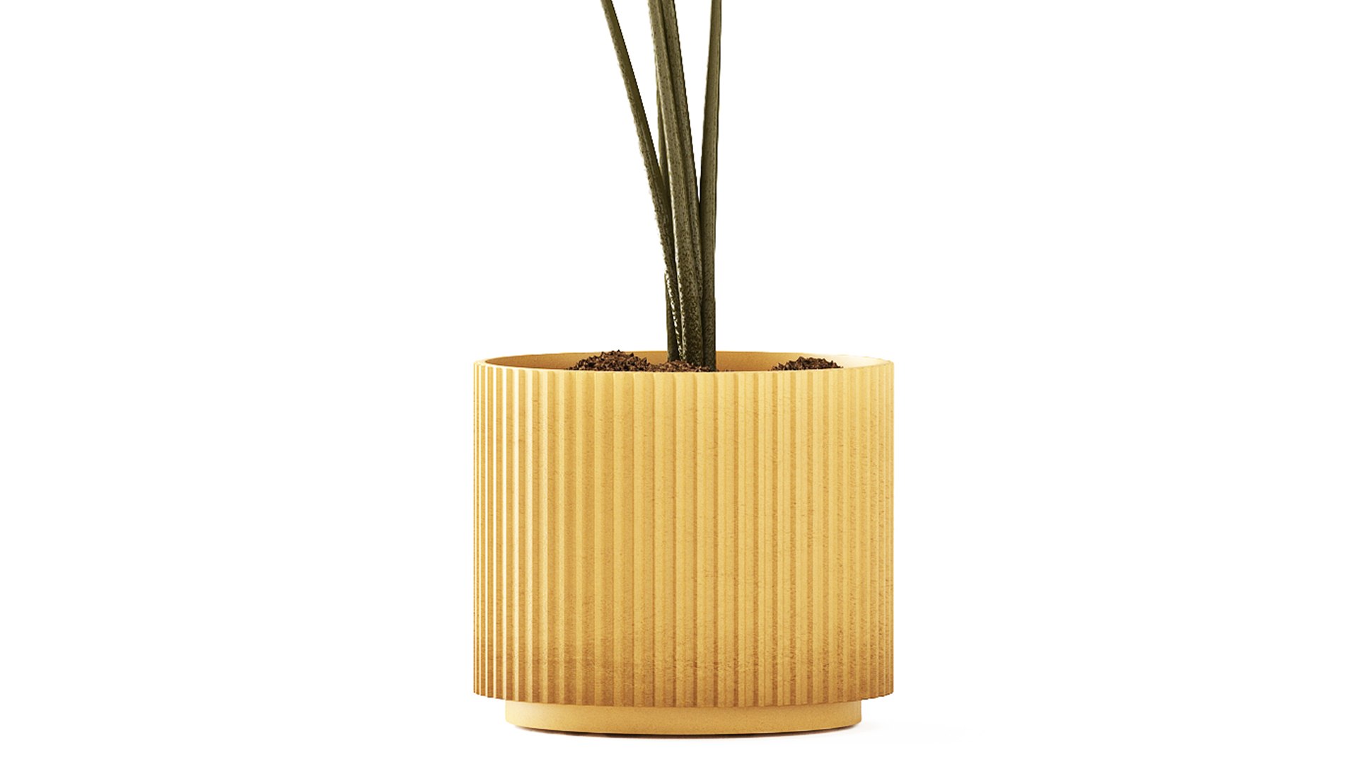 A beautiful  Calathea lutea  plant in a modern pot 3D https://p.turbosquid.com/ts-thumb/Tj/vGgelE/Tm/potplants30092608/jpg/1793107147/1920x1080/fit_q87/591c43fddb190ad7fcda46a238880c7bdf6224f8/potplants30092608.jpg