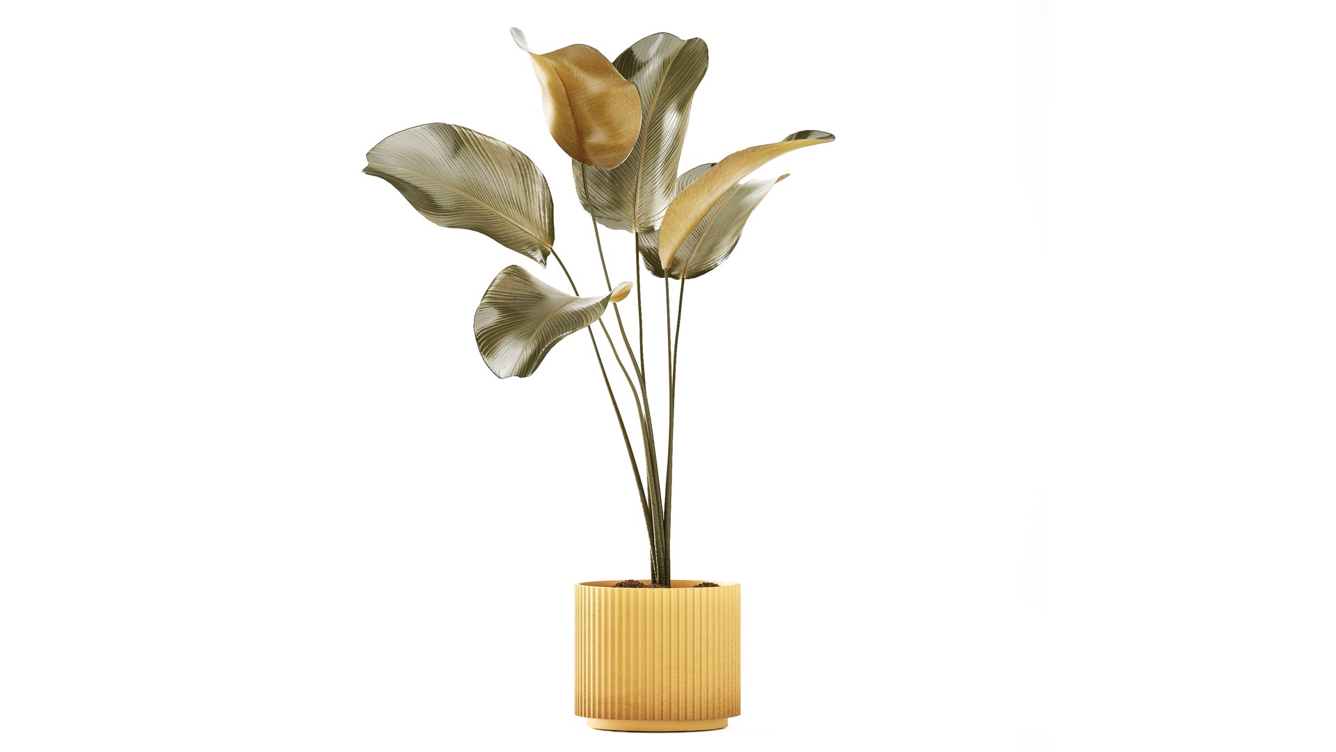 A beautiful  Calathea lutea  plant in a modern pot 3D https://p.turbosquid.com/ts-thumb/Tj/vGgelE/xg/potplants30092603/jpg/1793107144/1920x1080/fit_q87/ce055cc2b9d4df492d96acaa9dee7f912ce83dc0/potplants30092603.jpg