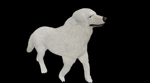 akbash shepherd dog 3D