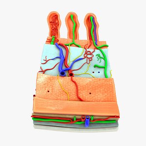 3D Alimentary canal wall of the digestive tract