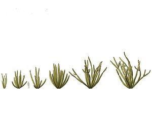 Stenocereus thurberi - organ pipe cactus 3D model
