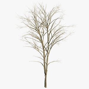 3D Dry Mountain Ash Tree