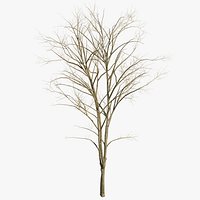 Dry Mountain Ash Tree
