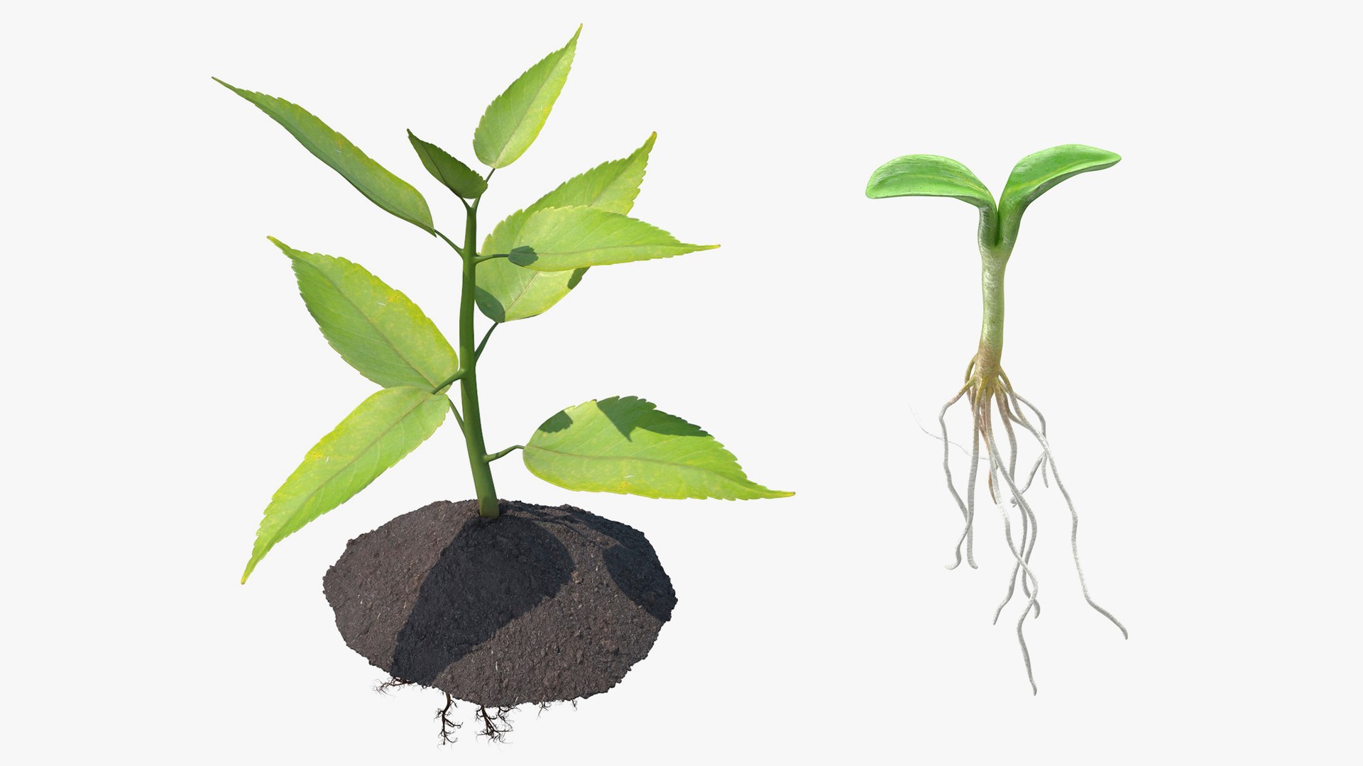 3D Young Plants With Roots Collection Model - TurboSquid 2416556