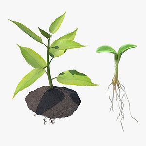 Young Plants with Roots Collection
