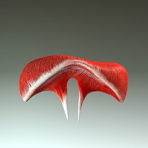Human Diaphragm