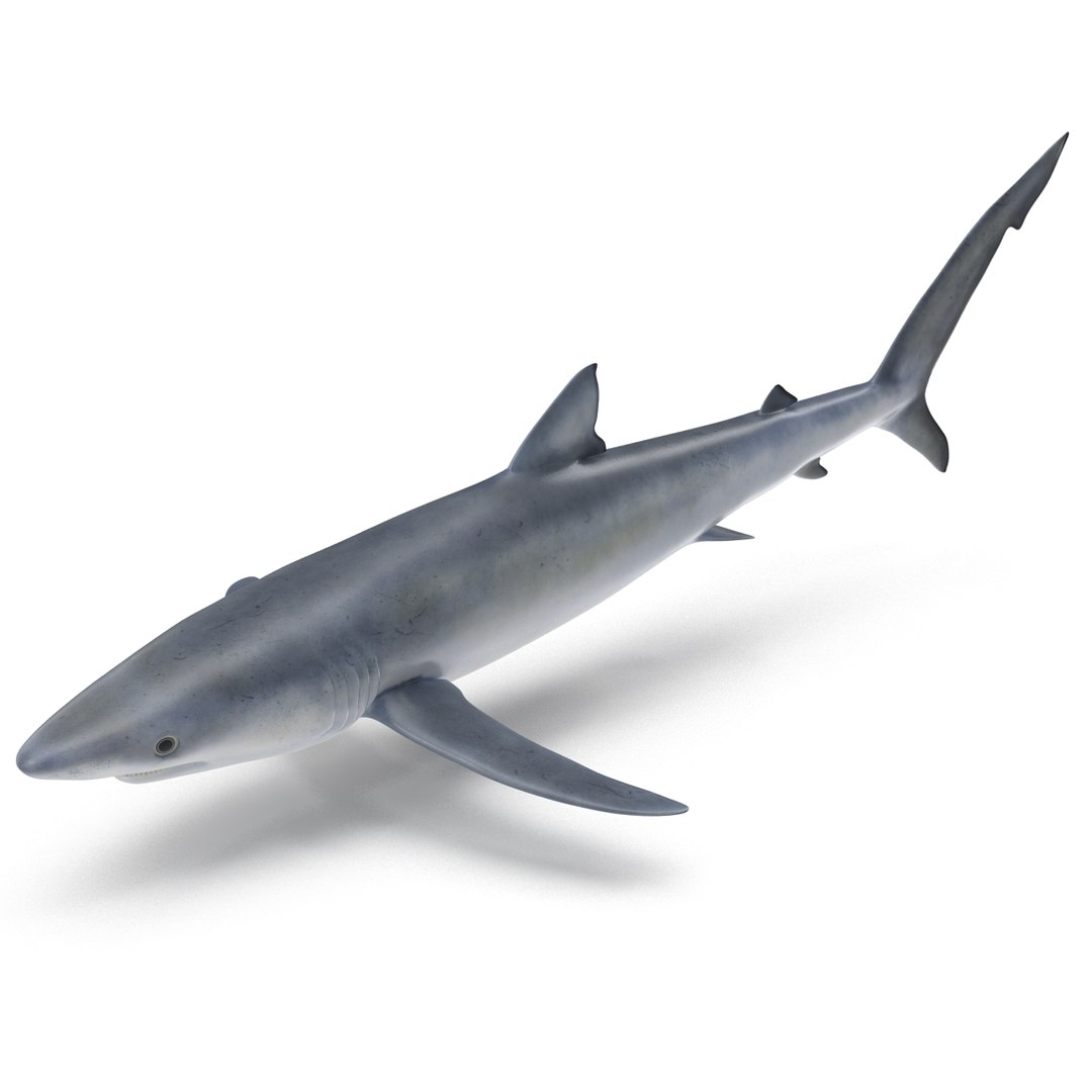 3d blue shark model