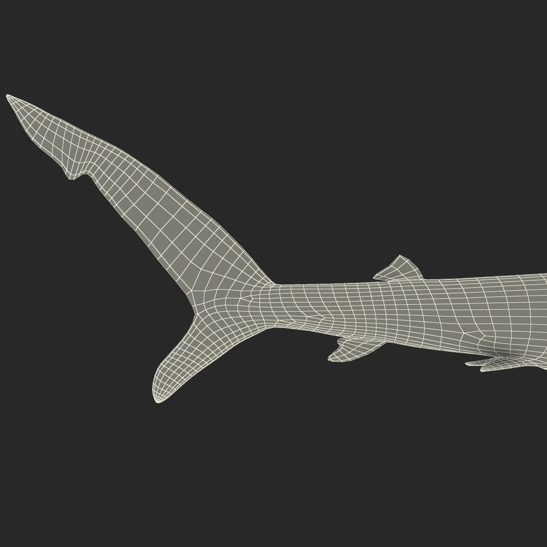 3d Blue Shark Model