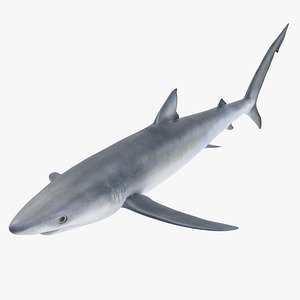 3d blue shark model