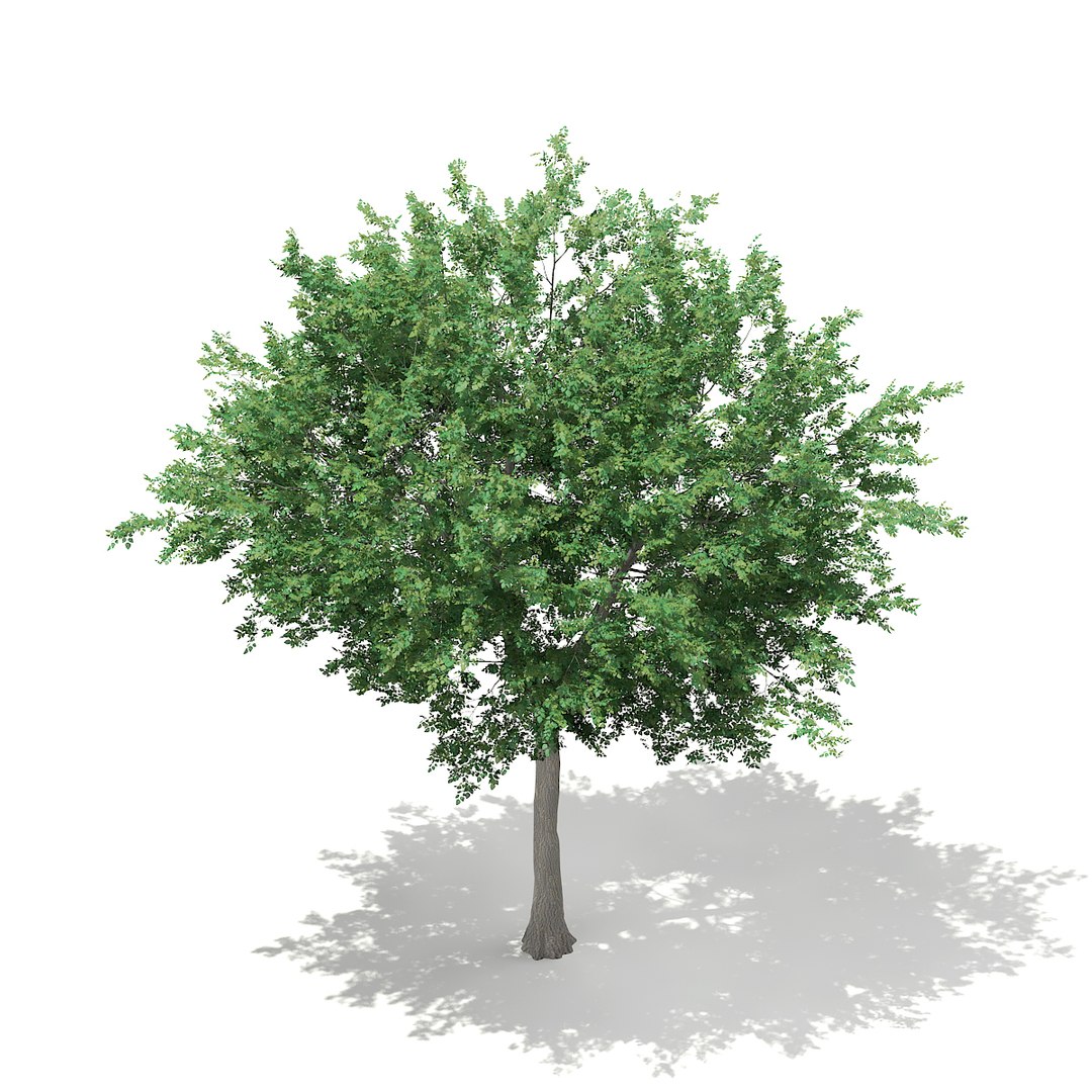 bigtooth aspen tree populus 3d max https://p.turbosquid.com/ts-thumb/Tk/QSTKgU/02rEWJqv/cgaxis_models_67_45c/jpg/1470336913/1920x1080/fit_q87/160b137b9393ff80bb56b988c8396791ca19530a/cgaxis_models_67_45c.jpg