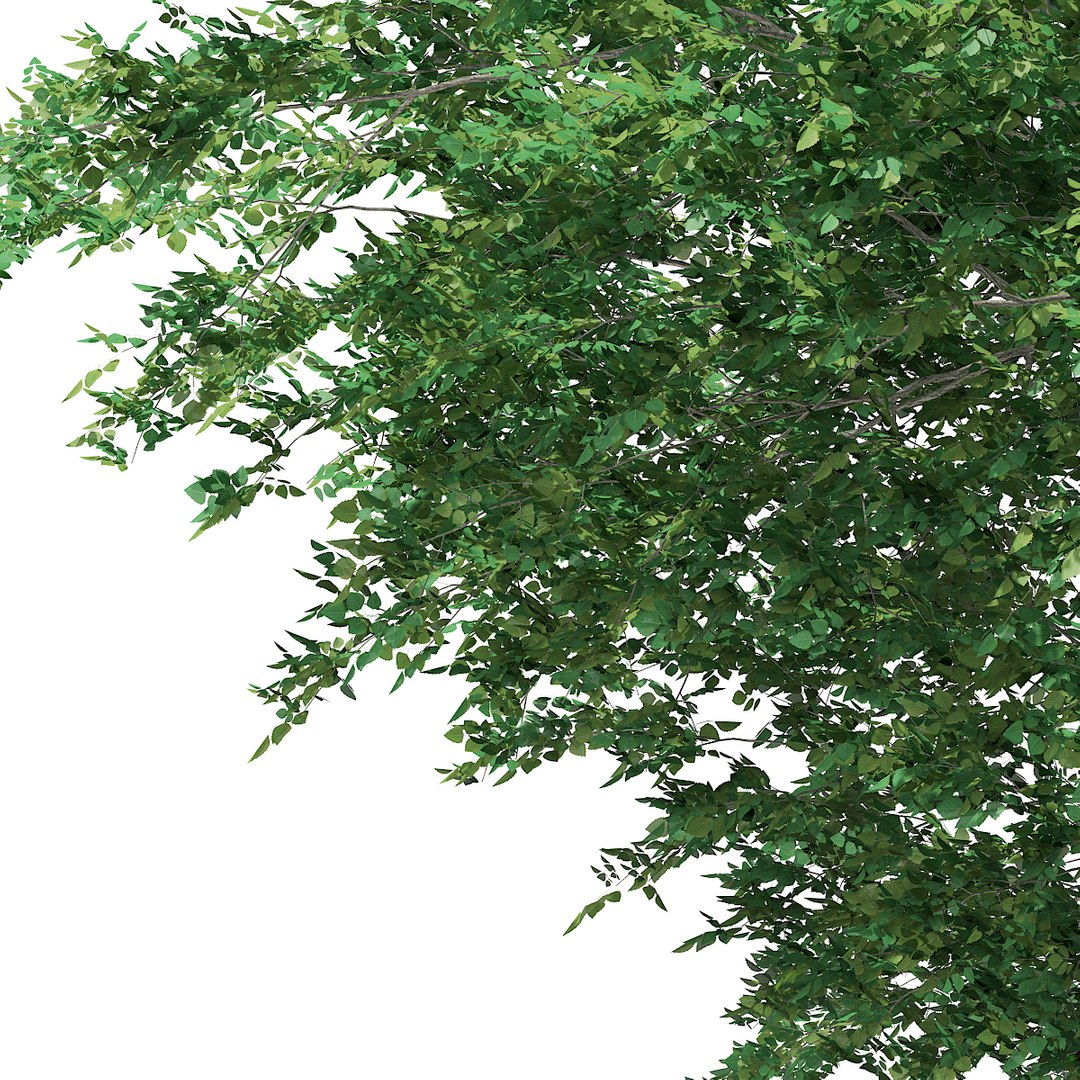 bigtooth aspen tree populus 3d max https://p.turbosquid.com/ts-thumb/Tk/QSTKgU/55b1tPm8/cgaxis_models_67_45d/jpg/1470336913/1920x1080/fit_q87/38c4c7511beb20a51581c1d87ebabc98ad5aaffc/cgaxis_models_67_45d.jpg