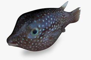 spotted sharpenose puffer 3D model