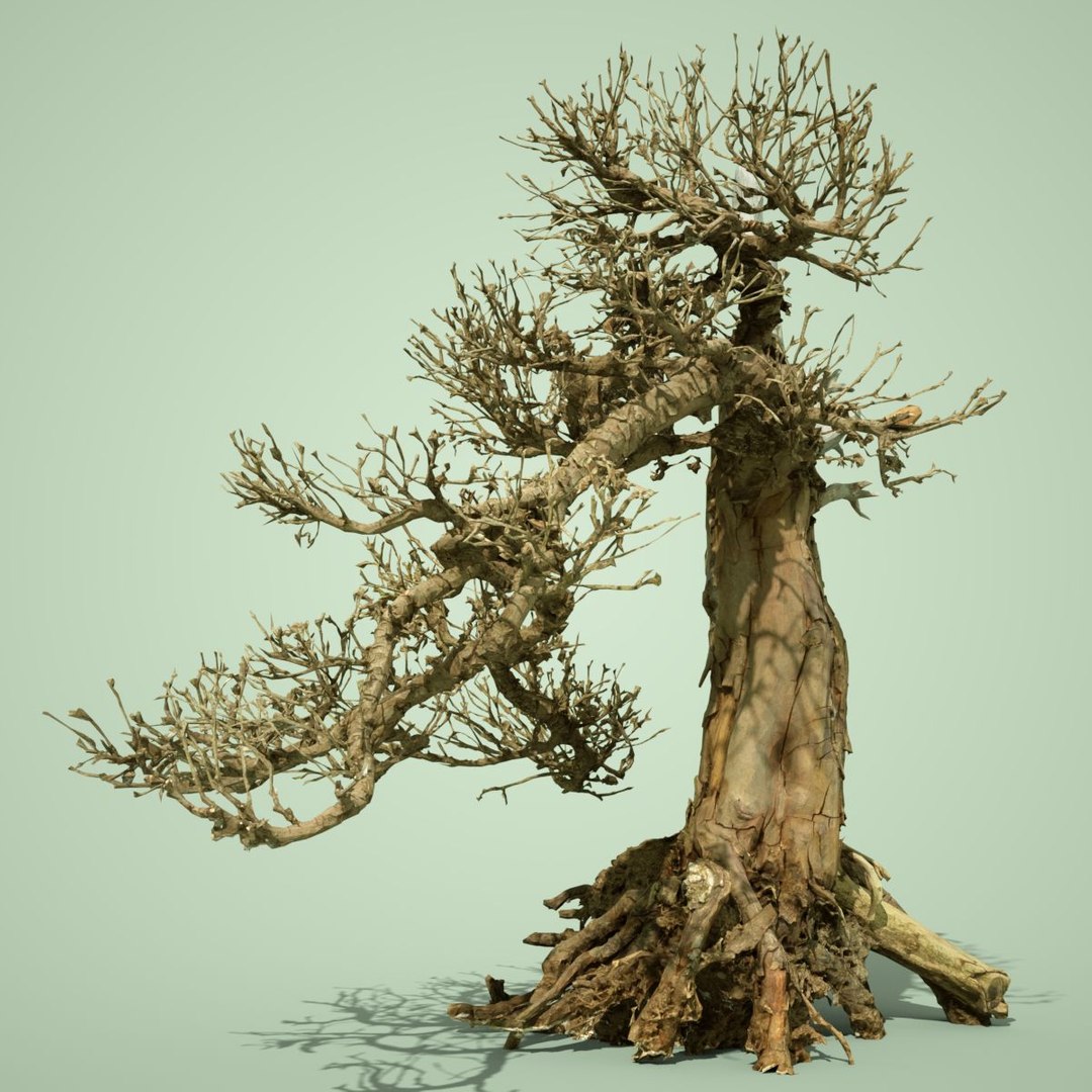 dead forest tree stylised 3D https://p.turbosquid.com/ts-thumb/Tk/apq1bH/jwni9GbX/3dphotogrammetrymodelnatureminiaturedeadbonsaitreejapanobj03/jpg/1496076024/1920x1080/fit_q87/3b2e60c2a4d9d99664b517100353d4c690c0f1f6/3dphotogrammetrymodelnatureminiaturedeadbonsaitreejapanobj03.jpg