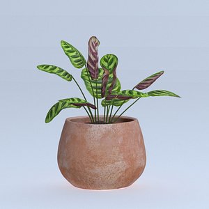 calathea makoyana plant model