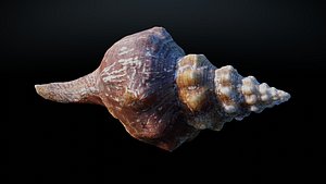 3D Large Seashell with Alternate Gold-plated material