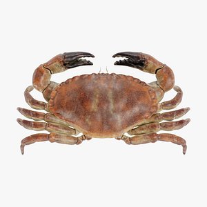 edible crab 3D model