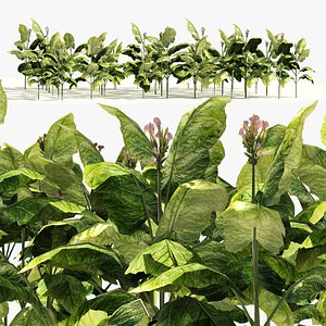 Tobacco Plants Field model