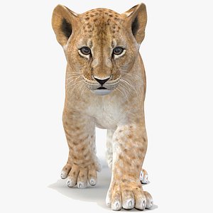 lion cub animation model