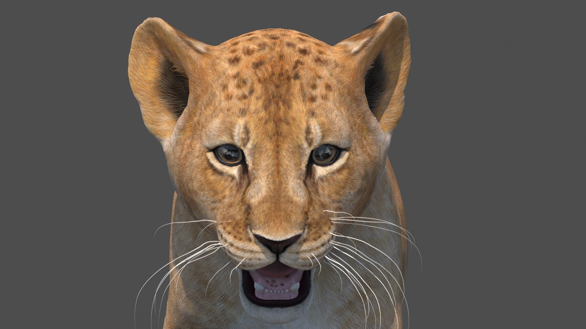 lion cub animation model https://p.turbosquid.com/ts-thumb/Tk/hjR4Jh/LH/lioncubanimated3dmodel05_/jpg/1663426315/1920x1080/fit_q87/0079655d9d58406fe23f6777da9444dd78c01fd2/lioncubanimated3dmodel05_.jpg