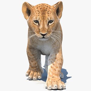 Animated Lion Cub