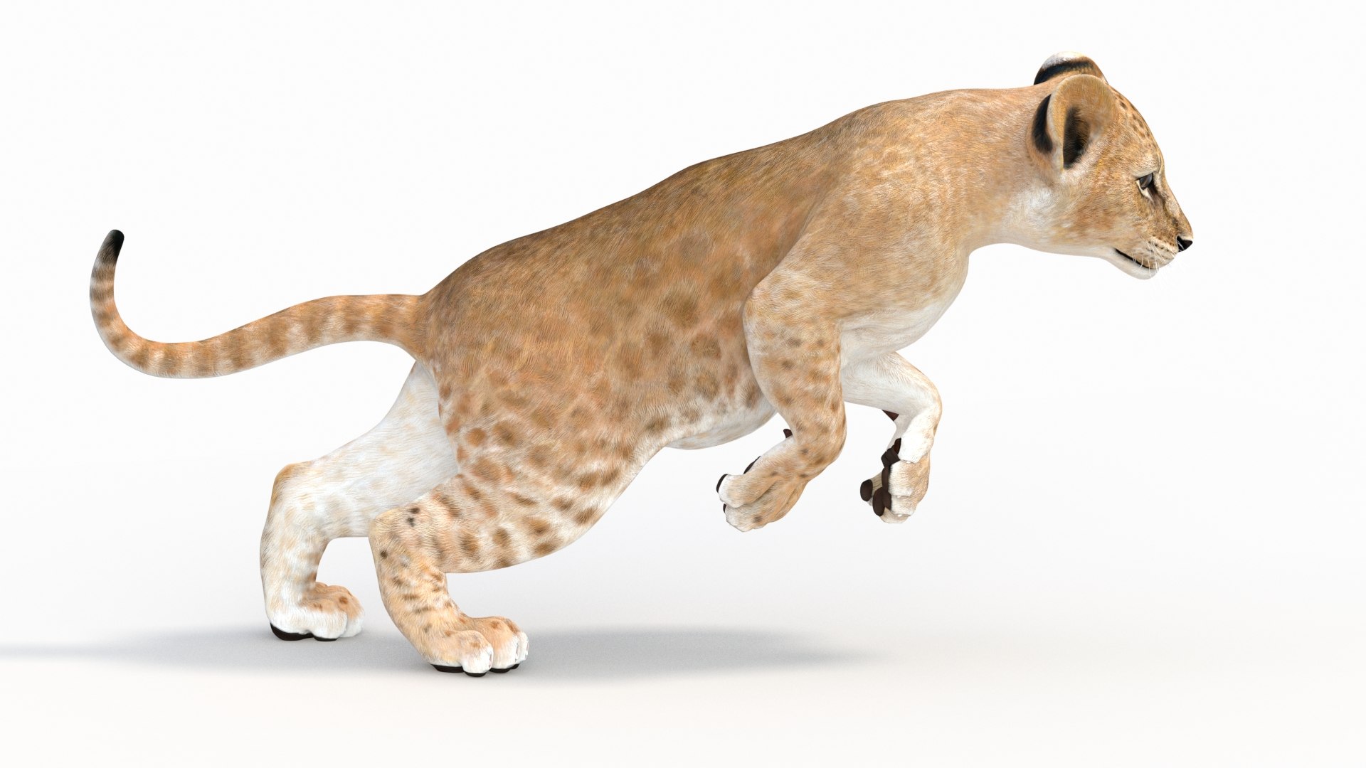 lion cub animation model https://p.turbosquid.com/ts-thumb/Tk/hjR4Jh/ZKuH5Bbp/lion_cub_animated07/jpg/1596905081/1920x1080/fit_q87/1ab16099d7c4f9815b0428c87ca3d2922ac56cc6/lion_cub_animated07.jpg