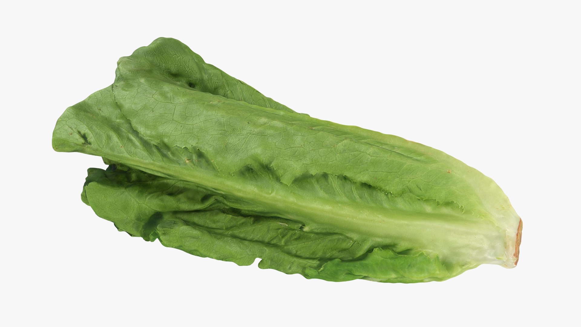 Lettuce Collection 1 3D model https://p.turbosquid.com/ts-thumb/Tk/pY3Z4B/Kc/romainelettuce1_a0001/jpg/1753861110/1920x1080/fit_q87/10f7960ef44ca1638b3a21b53243173afcd79c5e/romainelettuce1_a0001.jpg