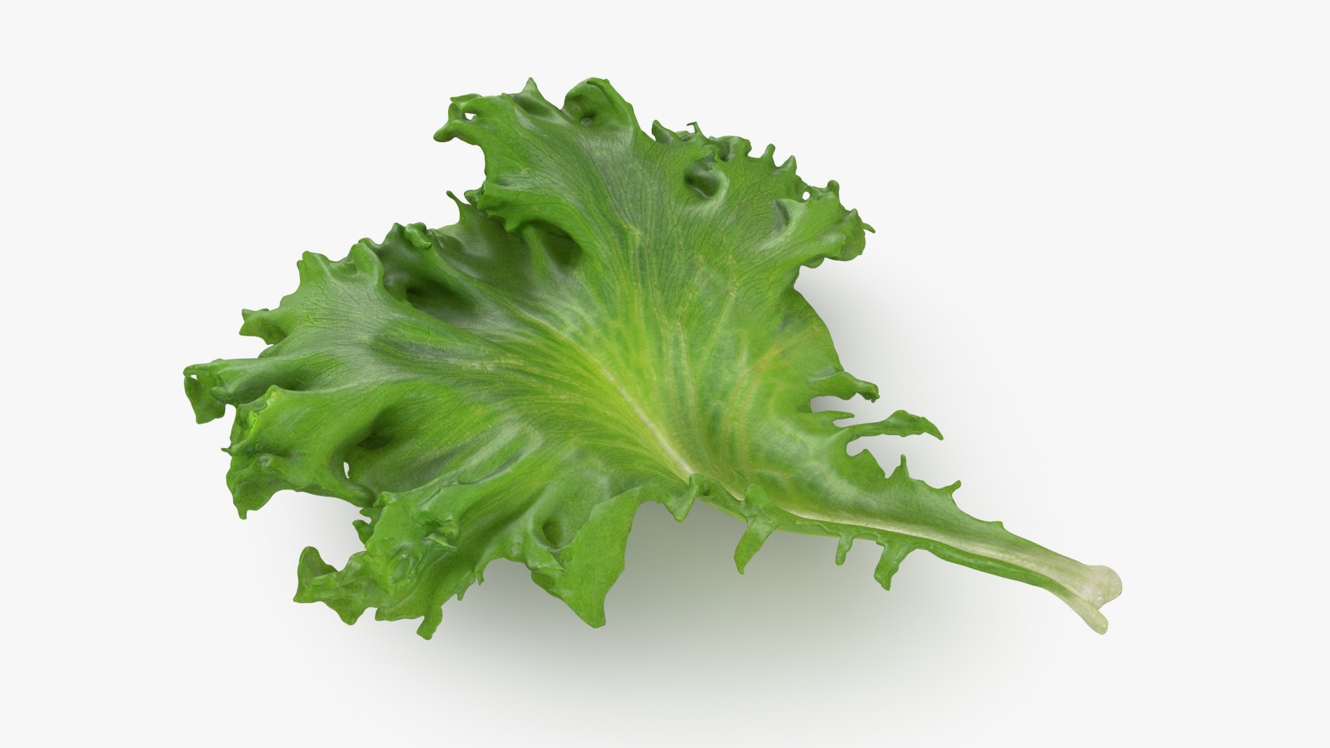 Lettuce Collection 1 3D model https://p.turbosquid.com/ts-thumb/Tk/pY3Z4B/Ri/frilliceicebergleaf2_b0000/jpg/1753861108/1920x1080/fit_q87/aac5aff499e85264832920af4346659307d2247b/frilliceicebergleaf2_b0000.jpg