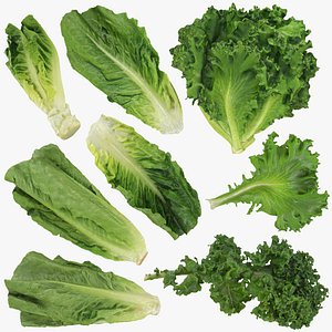 Lettuce Collection 1 3D model