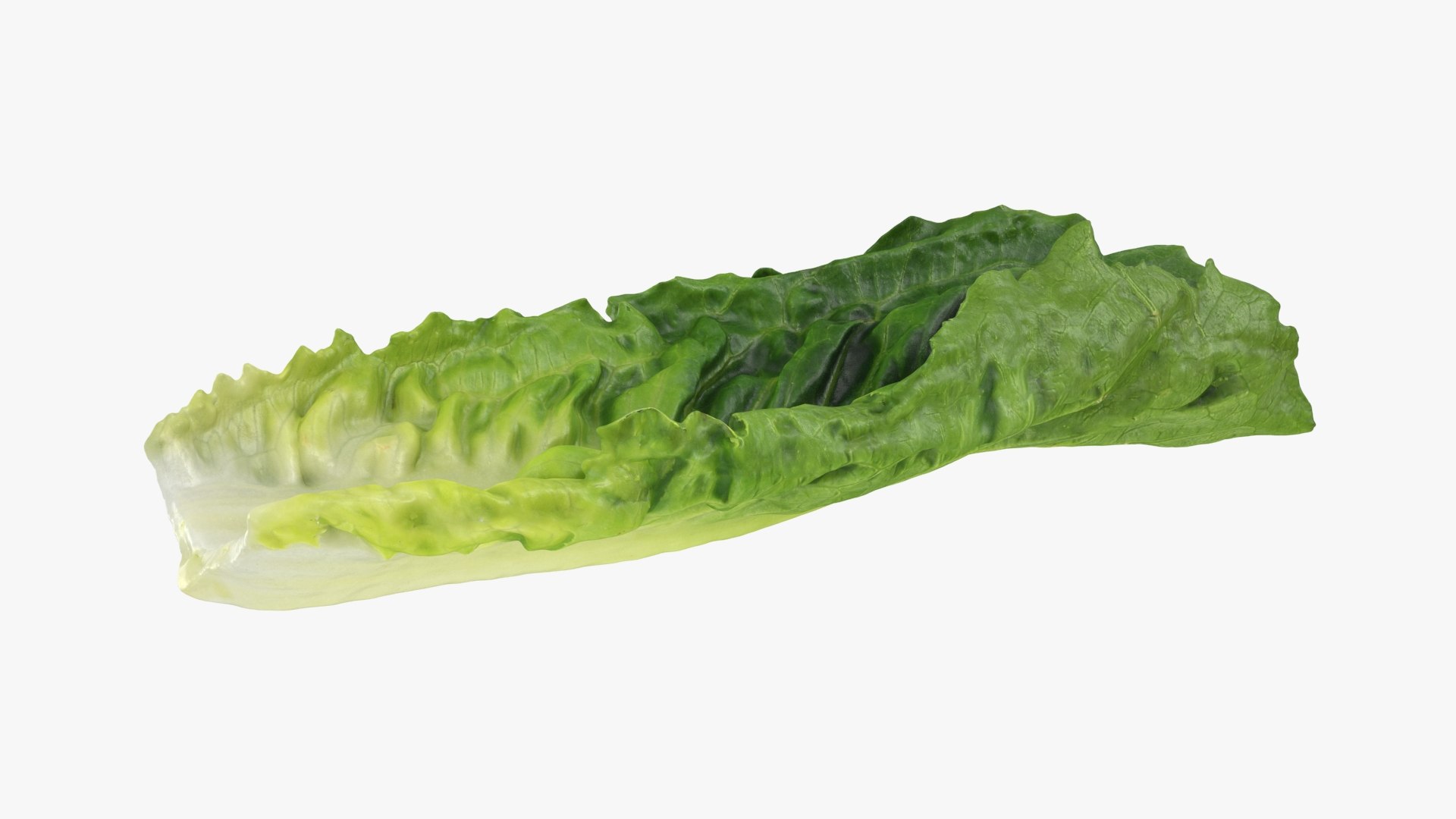 Lettuce Collection 1 3D model https://p.turbosquid.com/ts-thumb/Tk/pY3Z4B/pT/romainelettuceleaf2_a0001/jpg/1753861111/1920x1080/fit_q87/2ee675bd3724670fa7f61777e0aa8045700a00ef/romainelettuceleaf2_a0001.jpg