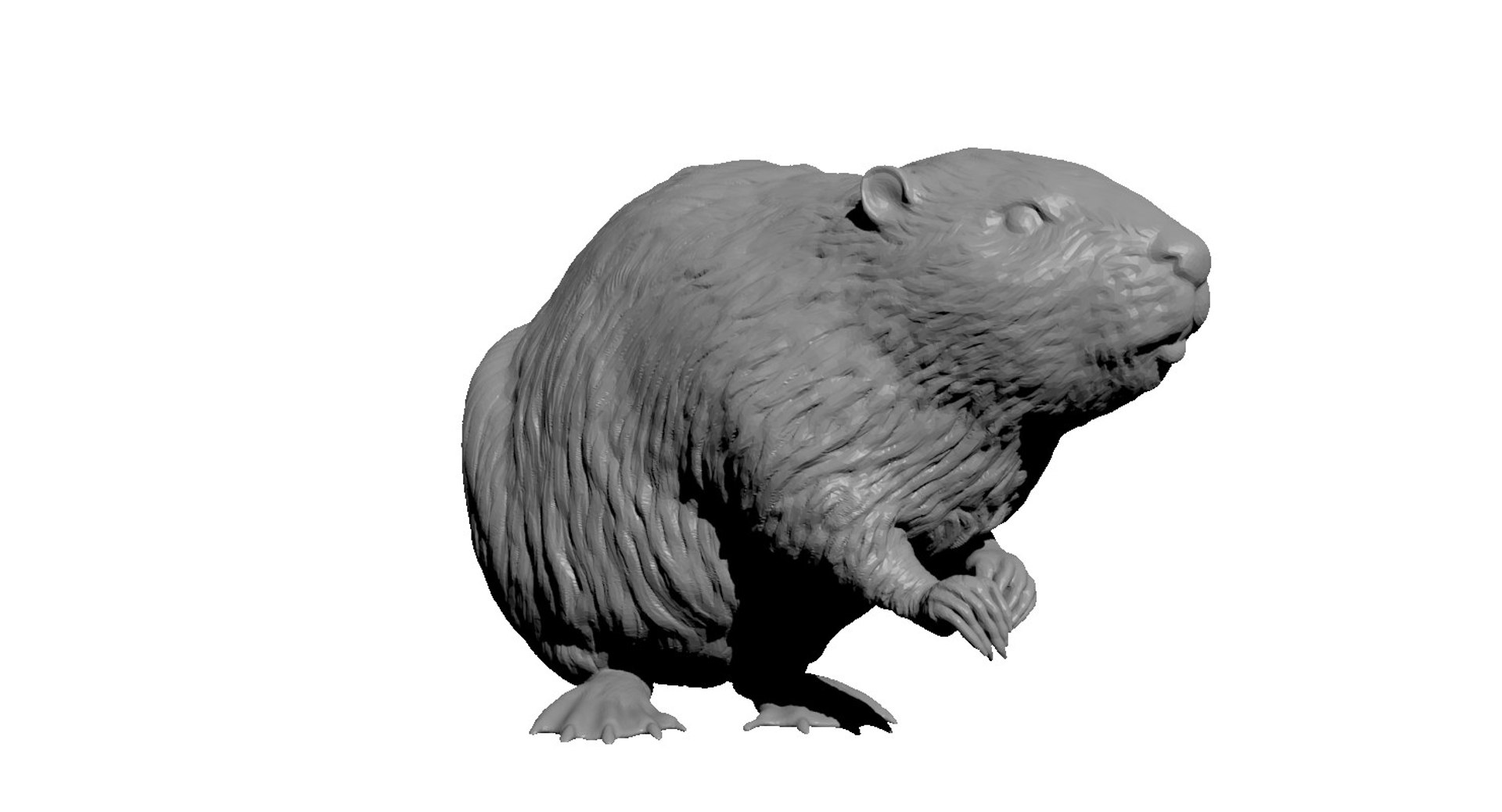 north american beaver 3d obj https://p.turbosquid.com/ts-thumb/Tk/x07LDv/57BtGTPZ/beaver7/jpg/1423150405/1920x1080/fit_q87/8007189e92b9ab5e4cecd3dc99ff483dd66e50d4/beaver7.jpg