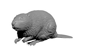 Beaver