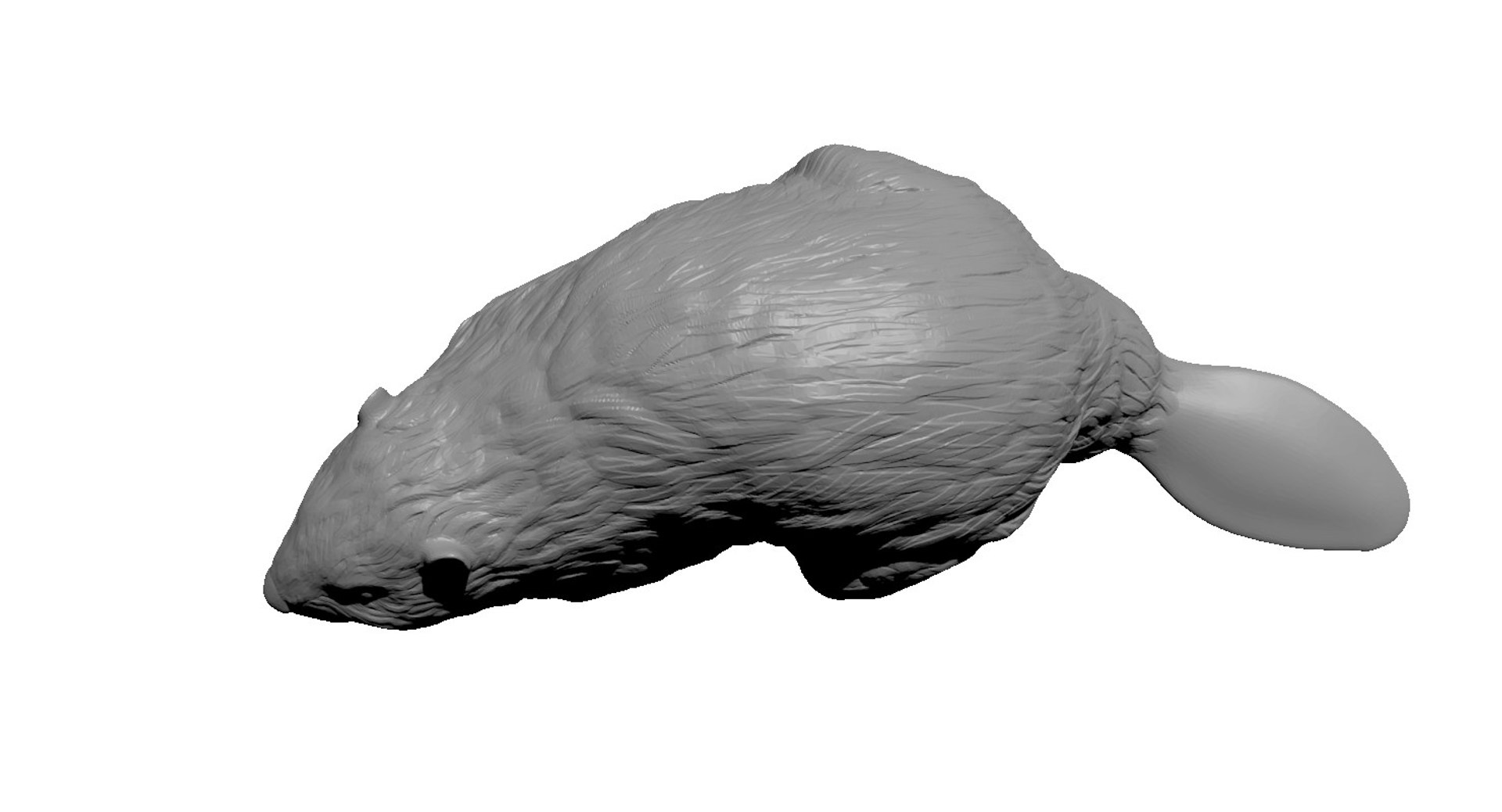 north american beaver 3d obj https://p.turbosquid.com/ts-thumb/Tk/x07LDv/iV2yFM5S/beaver6/jpg/1423150405/1920x1080/fit_q87/c3dbbc525bc29777c09c05bbdae16bba4794b151/beaver6.jpg