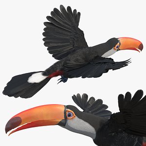 Tropical Toucan in Flight 3D model