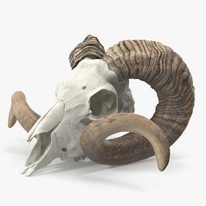 Sheep Ram Skull with Nose Bone Dark model