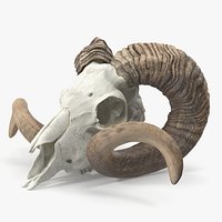 Sheep Ram Skull with Nose Bone Dark