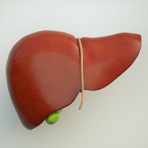 3D liver human anatomy