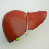Liver Human Anatomy