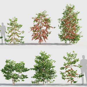 3D Coffea arabica - Arabica coffee 3D model