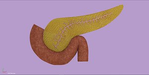 3D human pancreas