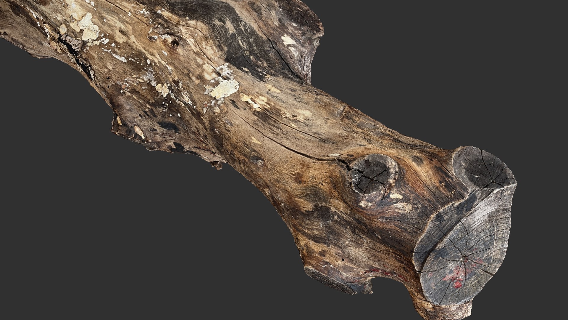 3D 3d Scan Withered Tree Trunk In Highpoly - TurboSquid 2202681