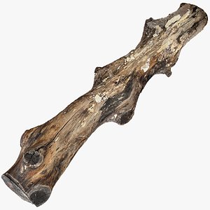 3D 3d scan withered tree trunk in highpoly
