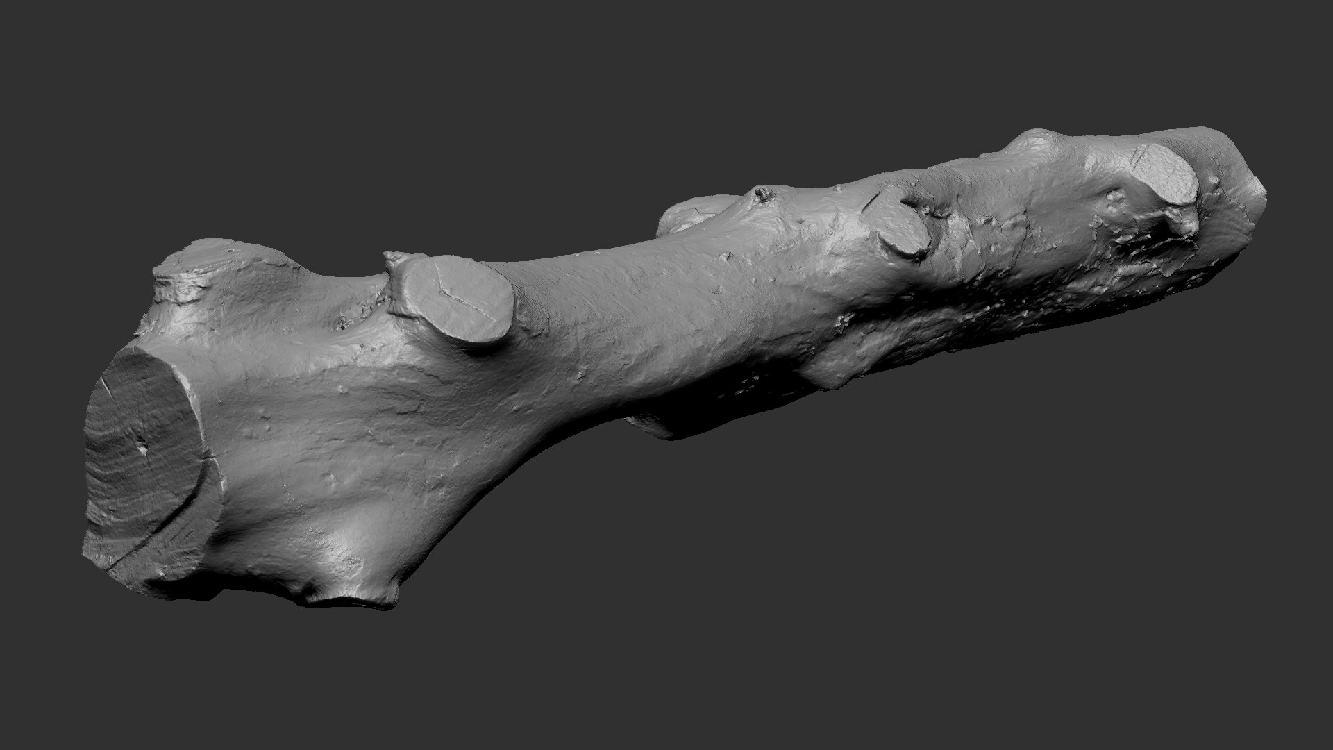 3D 3d Scan Withered Tree Trunk In Highpoly - TurboSquid 2202681