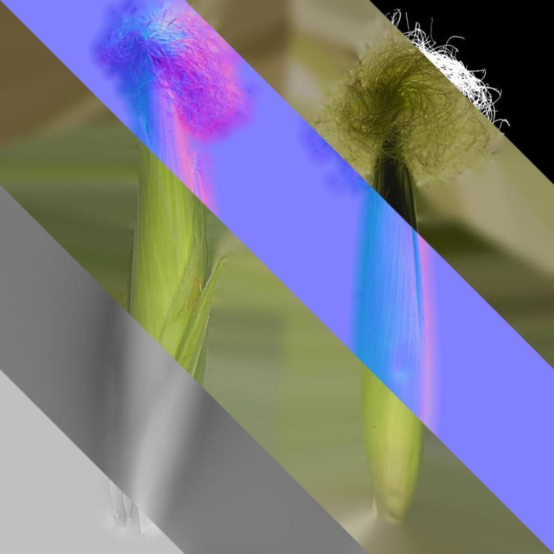 Anydrafts Zea Mays Fruit 01 Textures 3D Model - TurboSquid 2350465